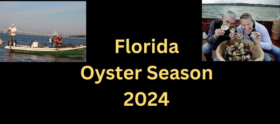 Florida Oyster Season 